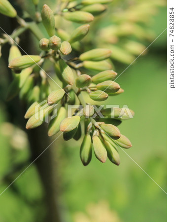 Macleaya cordata芽 74828854