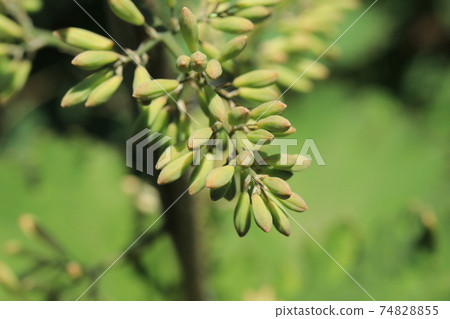 Macleaya cordata芽 Macleaya cordata芽 74828855