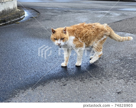 雨後被困的眼睛不好的貓 74828903