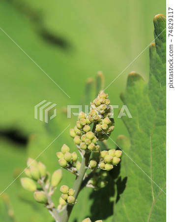 Macleaya cordata buds Macleaya cordata buds 74829117