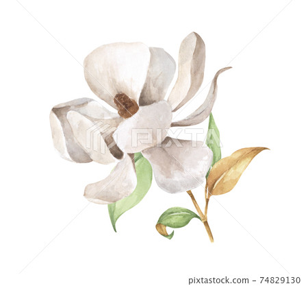Magnolia branch with leaves and white flower.... - Stock Illustration ...