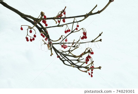 Viburnum 74829301