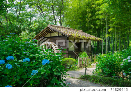 府中地方森林公園的繡球和水車 74829443