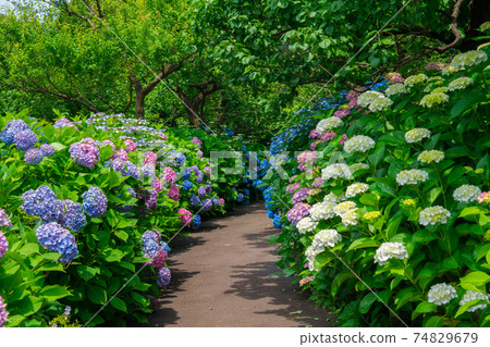 府中地方森林公園繡球花徑 74829679