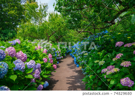 府中地方森林公園繡球花徑 74829680