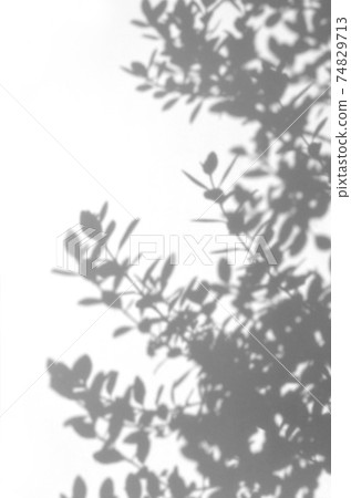 Olive leaves on a whiteboard 74829713