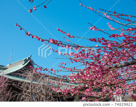 櫻花神宮裡的粉紅梅花 74829921