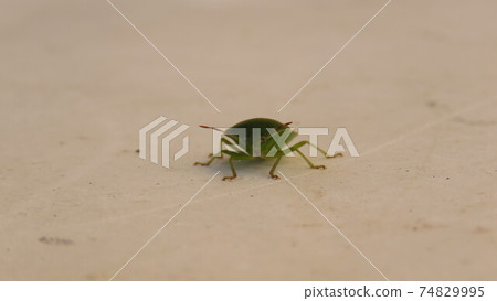 Nezara viridula 74829995