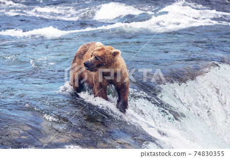 Bear on Alaska 74830355