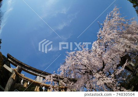 Branched cherry blossoms of Kyoto Oishi Shrine 74830504