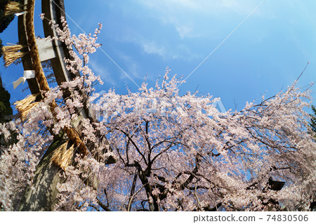 Branched cherry blossoms of Kyoto Oishi Shrine 74830506