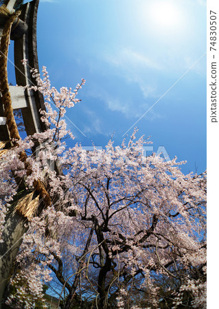 京都大石神社的分枝櫻花 京都大石神社的分枝櫻花 74830507