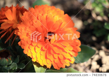 Calendula 74830678