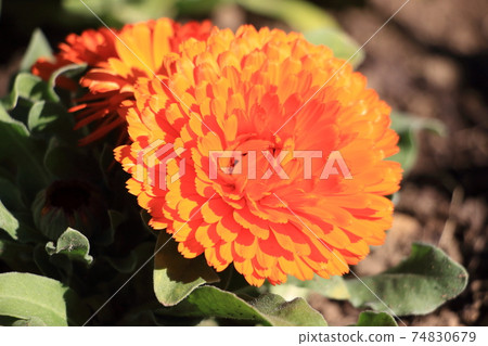 Calendula 74830679