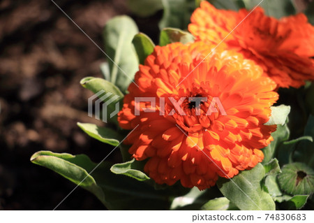 Calendula 74830683