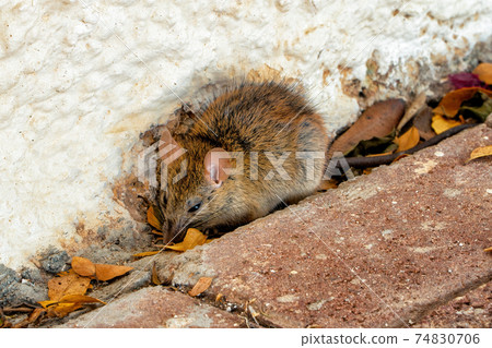 A country rat takes refuge among the leaves waiting for the winter hibernation. Perfect shot for the countryside, animal kingdom and education. 74830706