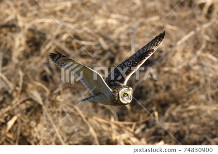Short-eared owl hunting Short-eared owl hunting 74830900