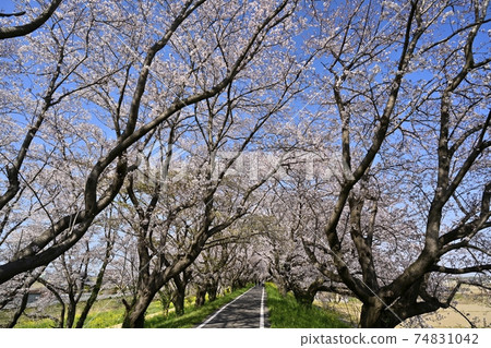 在吉見町櫻見公園的一排櫻花樹上油菜開花 在吉見町櫻見公園的一排櫻花樹上油菜開花 74831042