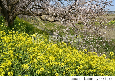 Rape blossoms on cherry blossoms in Sakuratsumi Park, Yoshimi Town Rape blossoms on cherry blossoms in Sakuratsumi Park, Yoshimi Town 74831058