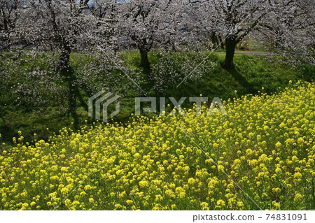 Rape blossoms on the bank of Arakawa in a row of cherry blossom trees in Sakuratsumi Park, Yoshimi Town 74831091