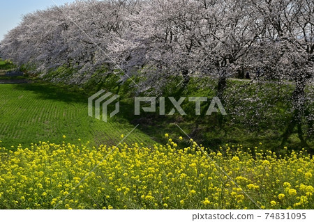 Rape blossoms on the bank of Arakawa in a row of cherry blossom trees in Sakuratsumi Park, Yoshimi Town 74831095