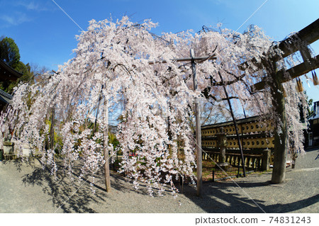 大石神社的櫻花和鳥居盛開 大石神社的櫻花和鳥居盛開 74831243