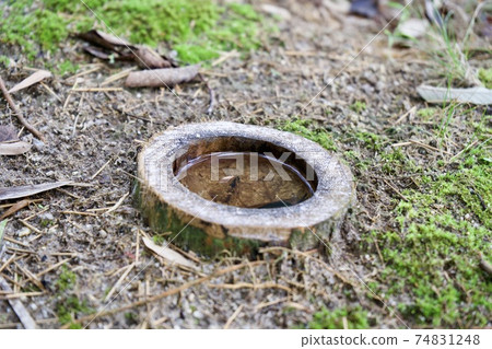 Rainwater collected in bamboo Rainwater collected in bamboo 74831248