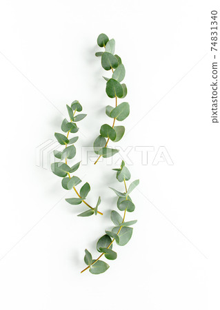 Green leaves eucalyptus isolated on white background. Green leaves eucalyptus isolated on white background. 74831340