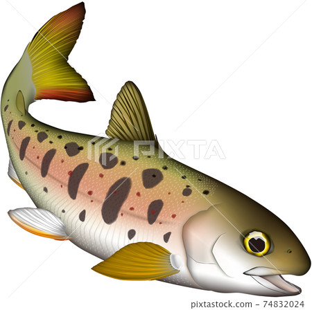 Amago (Amego) illustration vector Amago (Amego) illustration vector 74832024