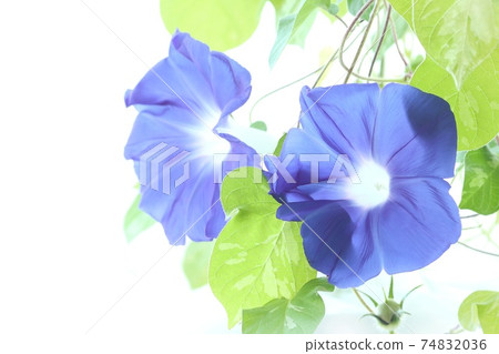 Blue morning glory, dark blue, dark blue, bright green background 74832036