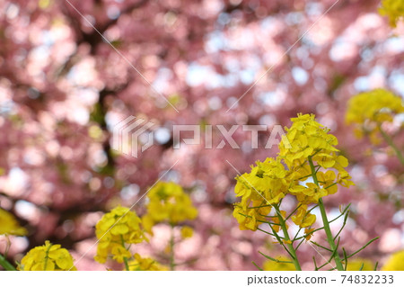 Early spring image 74832233