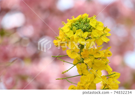 Early spring image 74832234