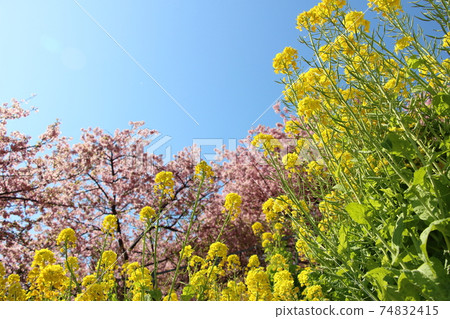 早春的形象 74832415