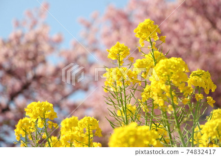 Early spring image 74832417