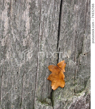 dry oak leaf on a gray square bark dry oak leaf on a gray square bark 74832566
