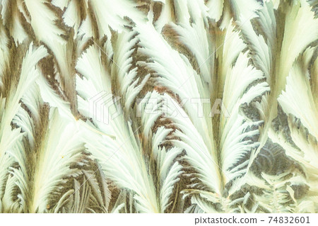 The art of extreme cold: frost patterns on glass windows The art of extreme cold: frost patterns on glass windows 74832601