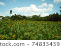 sunflower	 74833439