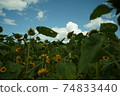 sunflower	 74833440