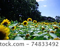 sunflower	 74833492