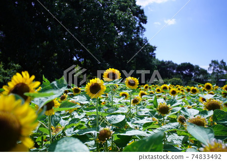 sunflower sunflower 74833492