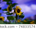 sunflower	 74833574