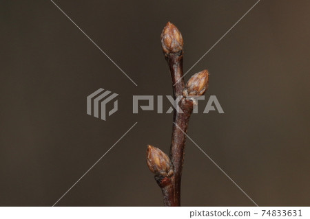 天然植物Kodemari,冬芽和葉痕。 2月初。冬芽硬,許多芽鱗突出 天然植物Kodemari,冬芽和葉痕。 2月初。冬芽硬,許多芽鱗突出 74833631