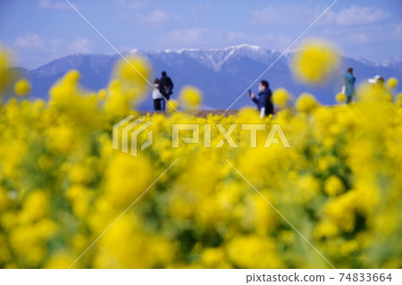 Rape blossoms 74833664