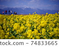 Rape blossoms 74833665