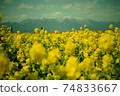 Rape blossoms 74833667