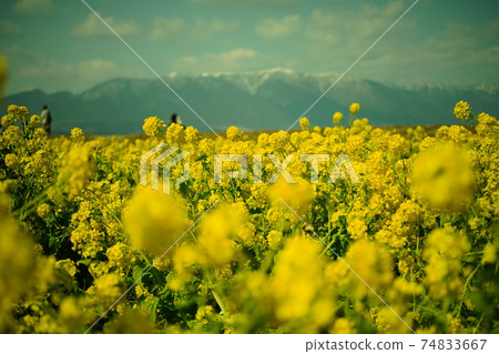 Rape blossoms 74833667