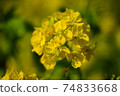 Rape blossoms 74833668