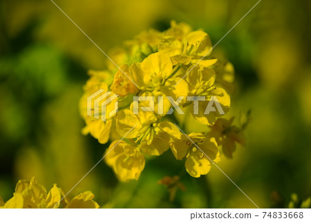 Rape blossoms 74833668