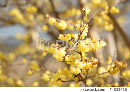 岩戶明日香村的日本五香粉 岩戶明日香村的日本五香粉 74833686