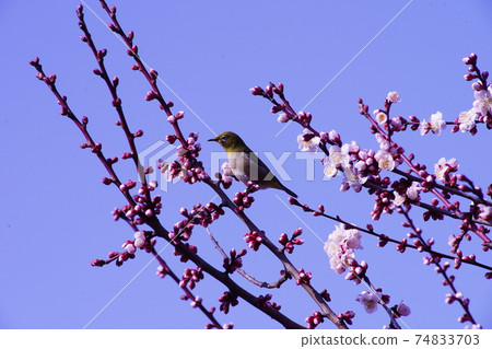 Meiro and plum 74833703